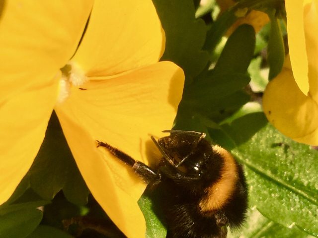 Frühlingserwachen